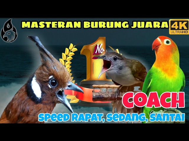 Mp3 Cililin vs Kapas Tembak Lovebird _ Masteran Paling Gacor class=