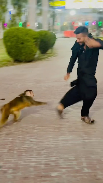 Bandar Tamasha😝😂#funnymonkey #angrymonkey #funnyanimal