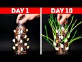 Simple Tricks To Make Any Plant Grow