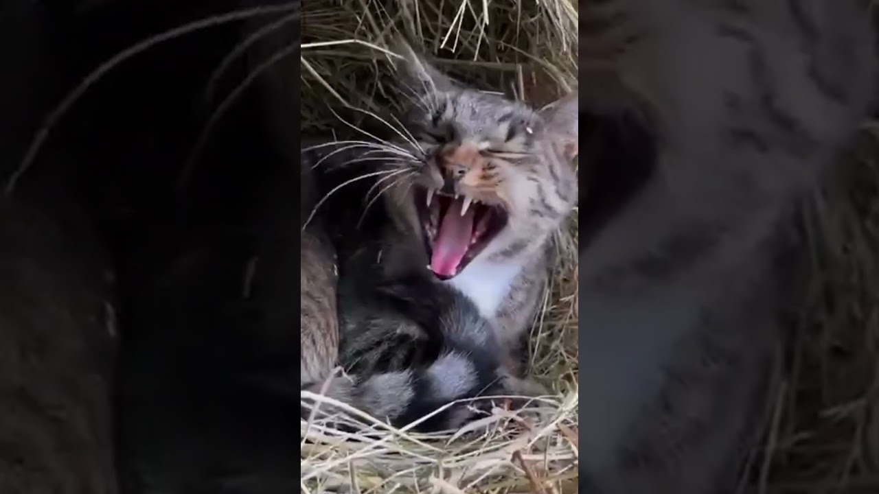 Funny cats adventures 😂🐕🐈 