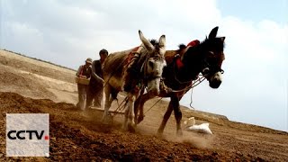 Intangible cultural heritage from China