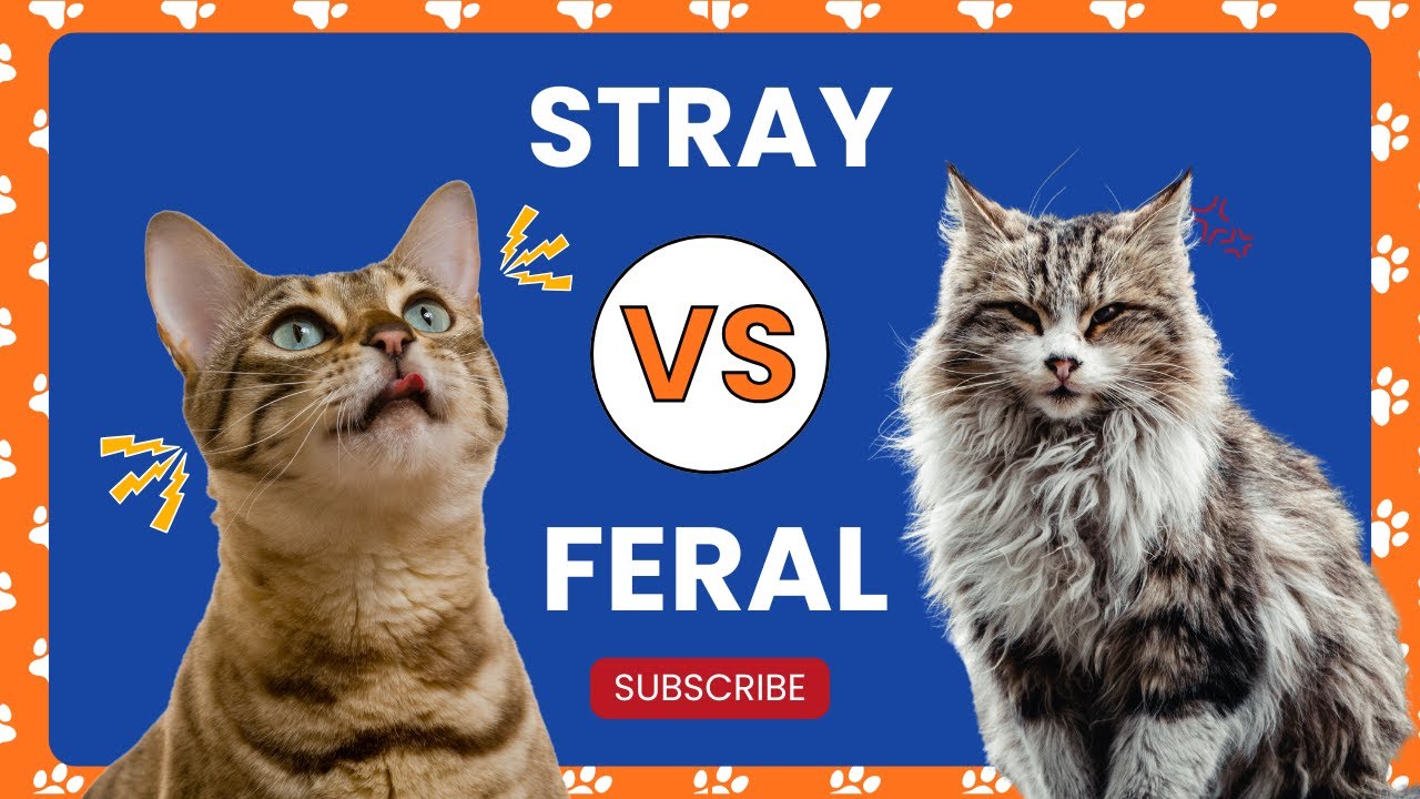 Stray Cats vs Feral Cats: 6 Key Differences You Should Know 