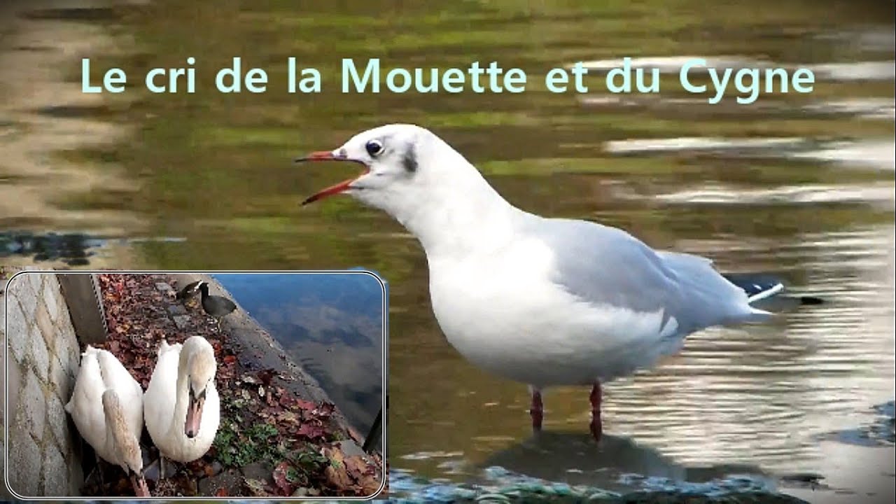 Cri de la MOUETTE et du CYGNE TUBERCULE - HERON CENDRE... - YouTube