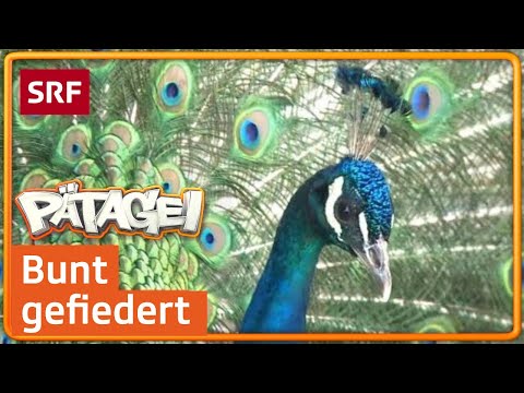 Video: Unterschied Zwischen Pfau Und Pfau