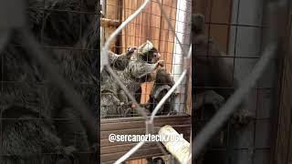 İlginç Küçük Parmak Maymunlar