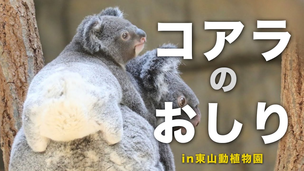 【親子愛】ベビーコアラの可愛いおしり