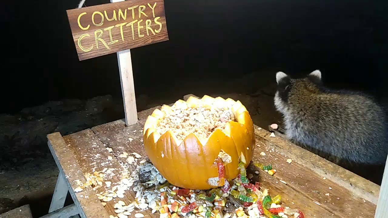 Country Critters Halloween!!!🎃🎃🎃🎃