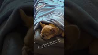 that kibble be hittin... @chavezbulldogs2143 #naptime #frenchpuppy #frenchbulldog #frenchie #pup