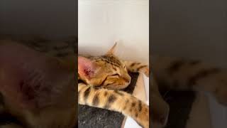 Bengal Cat Sleeps in Funny Position