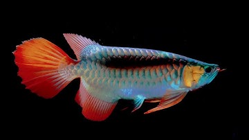 Review Huyết Đuôi Càng Trải Nghiệm Đủ Phân Khúc | HungNgo Aro