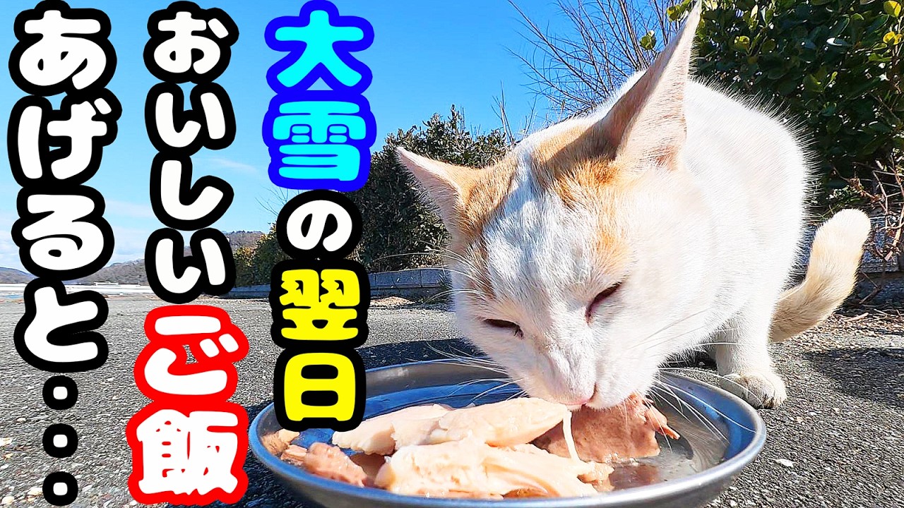 大雪の次の日にご飯をもっていくと・・・ さくらねこたちへのエサやり