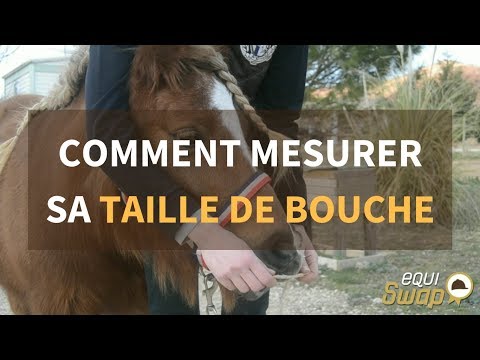 Vidéo: Quelle doit être la taille de votre cheval?