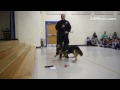 Palmyra K9 Handler Nick Ague introduces a playful Rex to 3rd, 4th, and 5th grade students at Forge R