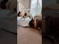 8歳と1歳の取り合いっこ♪#shorts#shortsvideo #frenchbulldog #フレンチブルドッグ #フレブル7兄弟 #フレブル多頭飼い