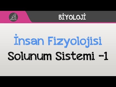 İnsan Fizyolojisi - Solunum Sistemi -1