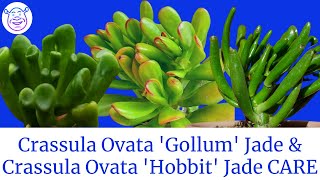 Crassula ovata GOLLUM Jade vs Crassula Ovata Hobbit CARE Propagation | MOODY BLOOMS