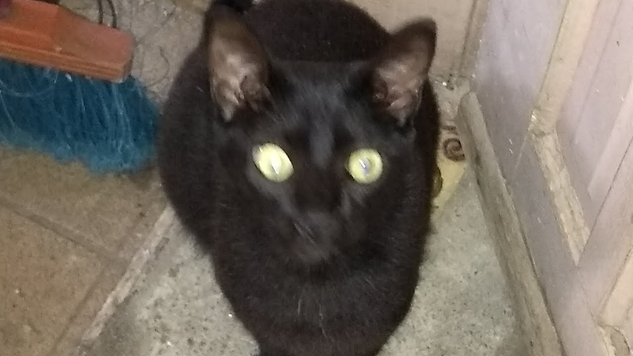 156 orchard street Gato Desaparecido na Zona Leste de SP | FEED LIKE BR