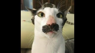 The funniest and most humorous cat videos ever!