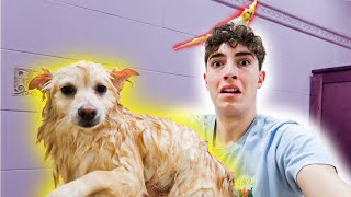 QUÉ LE PASÓ A MI PERRO?! **crueldad**