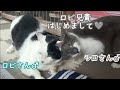 ガリガリでひとり彷徨っていた野良猫に友達が出来ました。