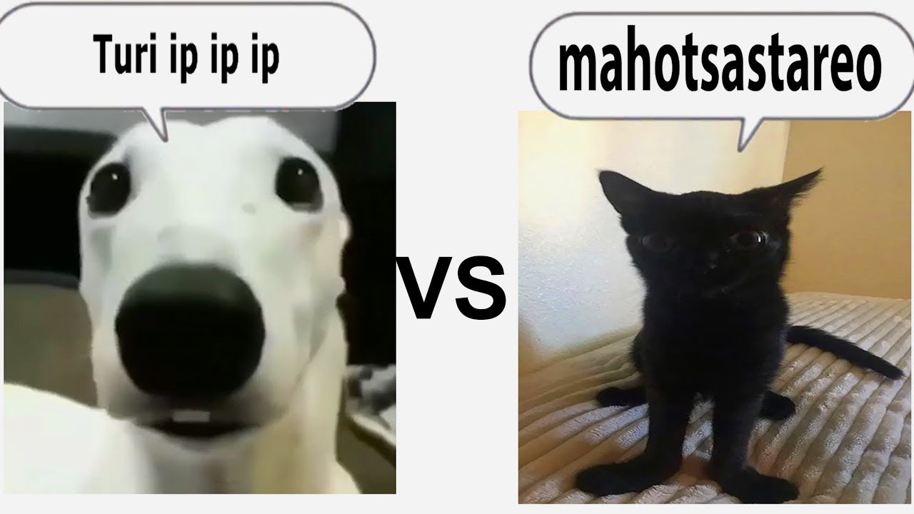 Turi Ip Ip Ip Vs Mahotsastareo (Epic Rap Battle) Idk What To Post....  Genshin Impact | Hoyolab