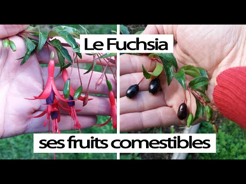 Fuchsia - un arbuste aux fruits comestibles -  Les Jardins de La Tine
