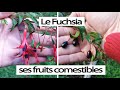 Fuchsia  un arbuste aux fruits comestibles   les jardins de la tine