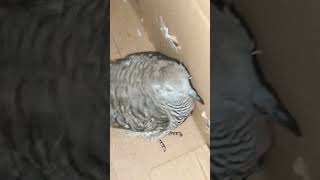 pet bird name?  comment and ill pick