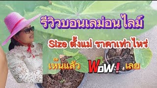 รีวิว โอกาสทองช๊อป! Colocasia Lemon-Lime บอนเลม่อนไลน์ Size ตั้งแม่ราคาถูกมาก เห็นแล้วว้าวเลย