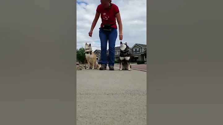 Connect with Canines Off Leash Obedience