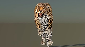 Leopard 3D Model animated | @PROmax3D