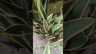 Snake plant care tips🌱🪴🥰#gardening #trending #shorts #beautiful #indoorplants #nature #love #farming