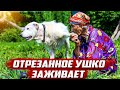 Всё пошло не по плану | Оренбургская обл, Бугурусланский р/н д.Алга