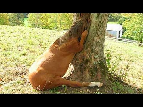 Видео: Дурные привычки Лошадей. Странные поведения Лошади.