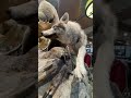Nature Animals Shortvideo Nature Animals Shortvideo