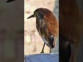 Giant Bagula Pakshi Heron Bird