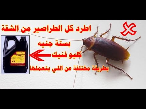 6ج كليو فنيك هتطرد كل الصراصير من الشقة بطريقة مختلفةعن اللي بتعملهاشوفها في الفيديو 2030