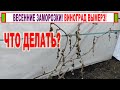 🍇 Виноград ВЫМЕРЗ! Что делать с кустами виноградом после заморозков.