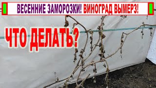 🍇 Виноград ВЫМЕРЗ! Что делать с кустами виноградом после заморозков.