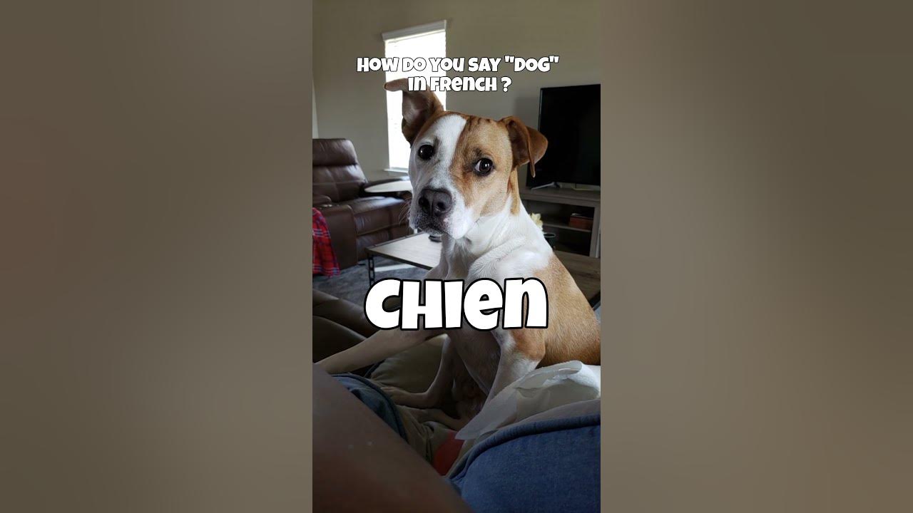 how do you say "DOG" in french ? YouTube