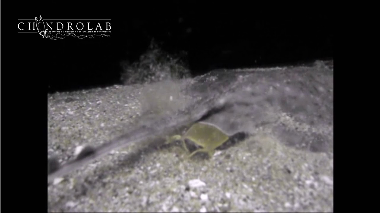 Oviposition, egg laying, oviparity skate Psammobatis Chondrolab