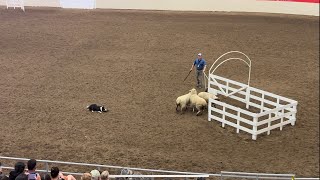 Hendrix  Round 1 at the World Stockdog Championships (Calgary Stampede)