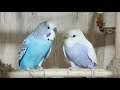 Budgies preening each other before falling asleep (slow - motion)