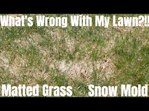 Matted Grass?!! How to repair snow mold fungus and winter die out thatch.