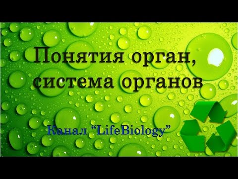 Понятия орган, система органов