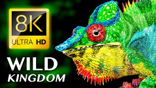 Дикое Королевство: Самые Красивые Животные 8K Видео Ultra Hd
