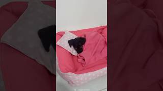She just tucked herself in… I can’t 😭❤️