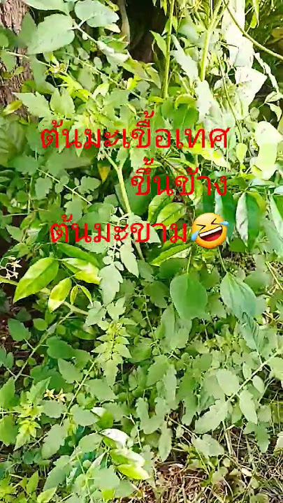 ต้นมะเขือเทศขึ้นข้างต้นมะขามงามๆ #หมอหมี #food #ชีวิตในต่างแดน#มะเขือเทศ