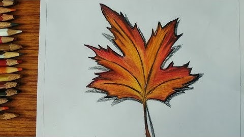 How to draw maple leaf step by step/realistic leaf drawing /cute maple leaf color pencil drawing
