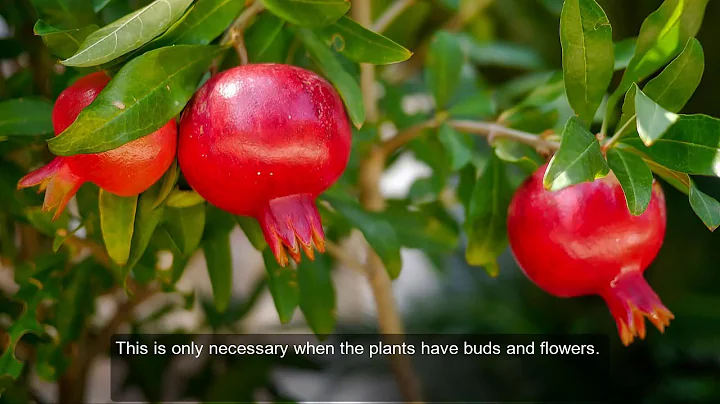 Why pomegranate flowers are not converting to fruits - DayDayNews